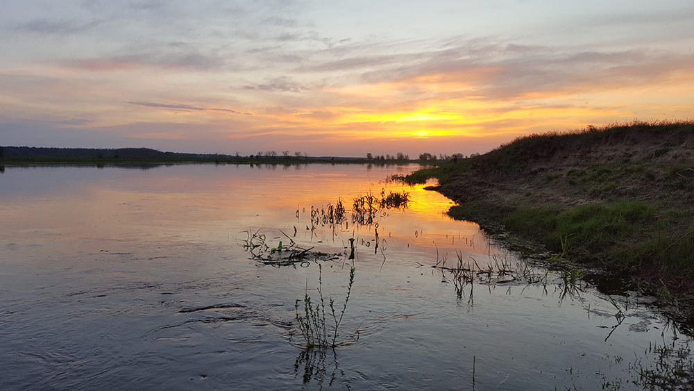 narew.jpg