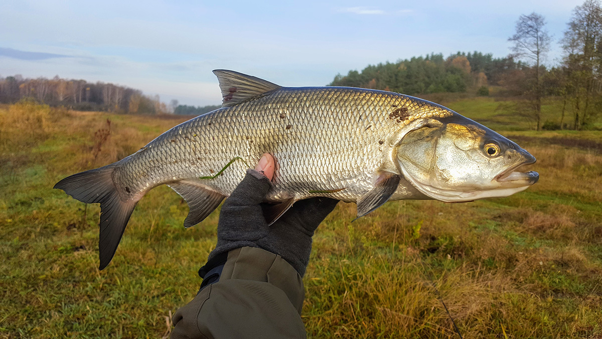 20171105_080027-bolek.jpg
