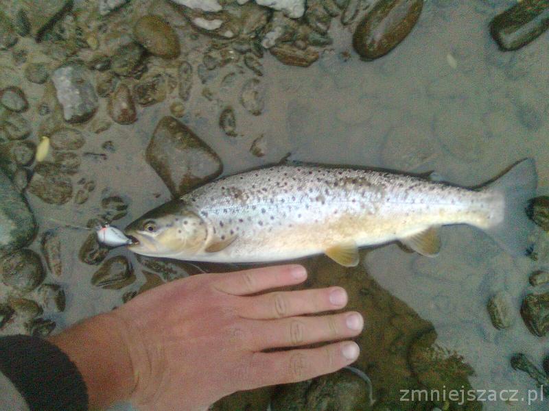 pstrgSkawapodolsze.jpg
